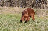 SETTER IRLANDAIS 317
